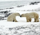 Bears